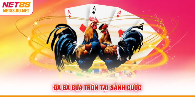 Đá gà cựa tròn tại sảnh cược