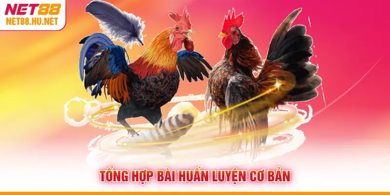 Tổng hợp bài huấn luyện cơ bản